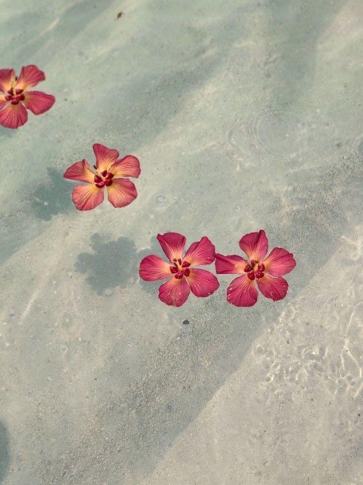 Serene Petals: Harmony in Nature's Hues